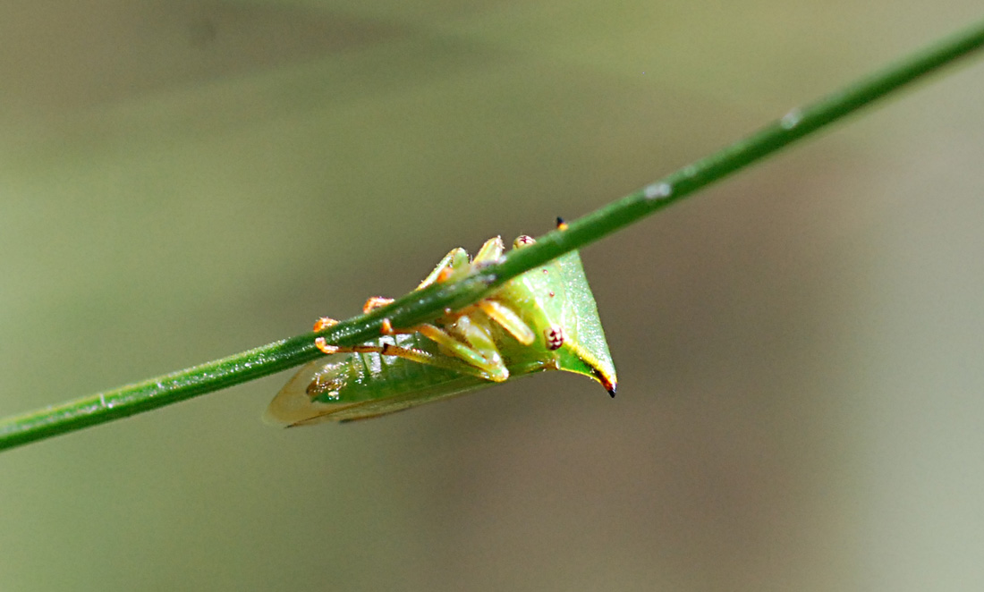 stictocephala bisonia